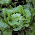 Kopfsalat Maditta Pills