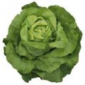 Kopfsalat Sylvesta Pellets Samen
