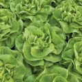 Kopfsalat Weston Pills Samen