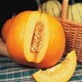 Kürbis Jack O`Lantern Samen