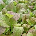 Senf Broad Leaf Giant Red Samen