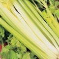 Sellerie Golden Self Blanching