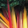 Mangold Rainbow Mix Samen