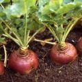 Steckrübe Ruby Samen