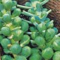 Rosenkohl Darkmar 21 Samen