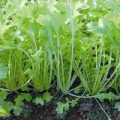 Pflücksalat Namenia Samen