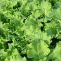 Pflücksalat Thousandhead Samen