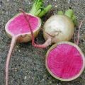 Radieschen Winter Watermelon Samen