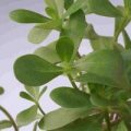 Portulak Green Samen