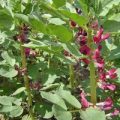 Puffbohne Crimson Flowered Samen