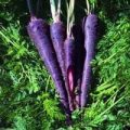 Karotte Purple Haze Samen