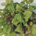 Rhabarber Chard Samen