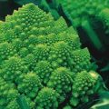 Romanesco Samen
