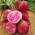 Rote Beete Chioggia Samen