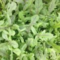 Rucola Dragons Tongue Samen