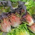 Salat Intred Samen