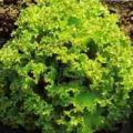 Salat Lollo Bionda Samen