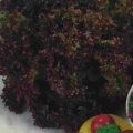 Salat Lollo Rosso Samen