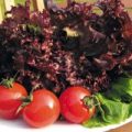 Salat Lollo Rosso Morello PIlls Samen
