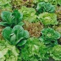 Salat Mix Samen
