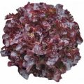 Salat Oakleaf Navarra Samen