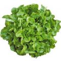 Salat Oakleaf Smile Samen