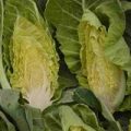 Salat Wintergreen Samen