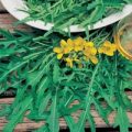 Salat Rucola Wild Samen