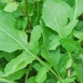 Salat Rucola Samen