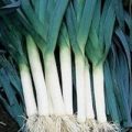 Porree Blue de Solaise Samen