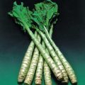 Rübe Celtuce Samen