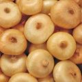 Zwiebel Italian Flat Borettana Samen