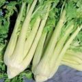 Staudensellerie Verde A Costa Piena Gigante Samen