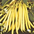 Stangenbohne Yellow Rocquencourt Samen