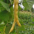 Stangenbohne Neckargold Samen