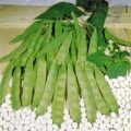 Stangenbohne Haricot Bean Cocco Bianco Samen