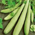 Schlangengurke Armenian Yard Long Samen