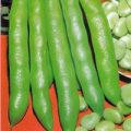 Saubohne Grano Violetto Winter Hardy Samen