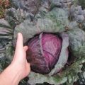 Rotkohl Mammoth Red Rock Samen