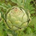 Artischocke Gros Vert de Laon Samen