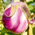 Aubergine Rotonda Bianca Sfumata di Rosa Samen