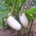 Aubergine White Casper Samen