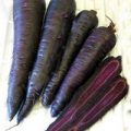 Karotte Purple Sun Samen