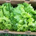 Salat Black Seeded Simpson Samen