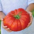 Bistecca Tomaten Samen