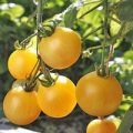 Cerise Jaune Tomaten Samen