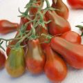 Chocolate Pear Tomaten Samen