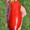 Jersey Devil Tomaten Samen