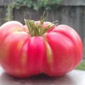 Tres Cantos Giganti Tomaten Samen