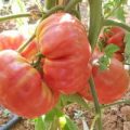 Corazon de Buey Tomaten Samen